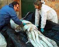 Lignja koja NIJE ZA PUNJENJE